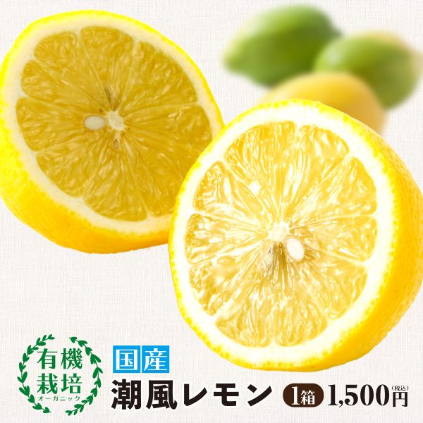 佐賀県産「潮風レモン」（約1kg）