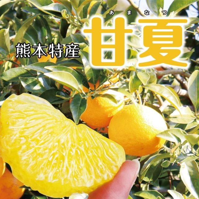 熊本県産「甘夏」（約２kg）