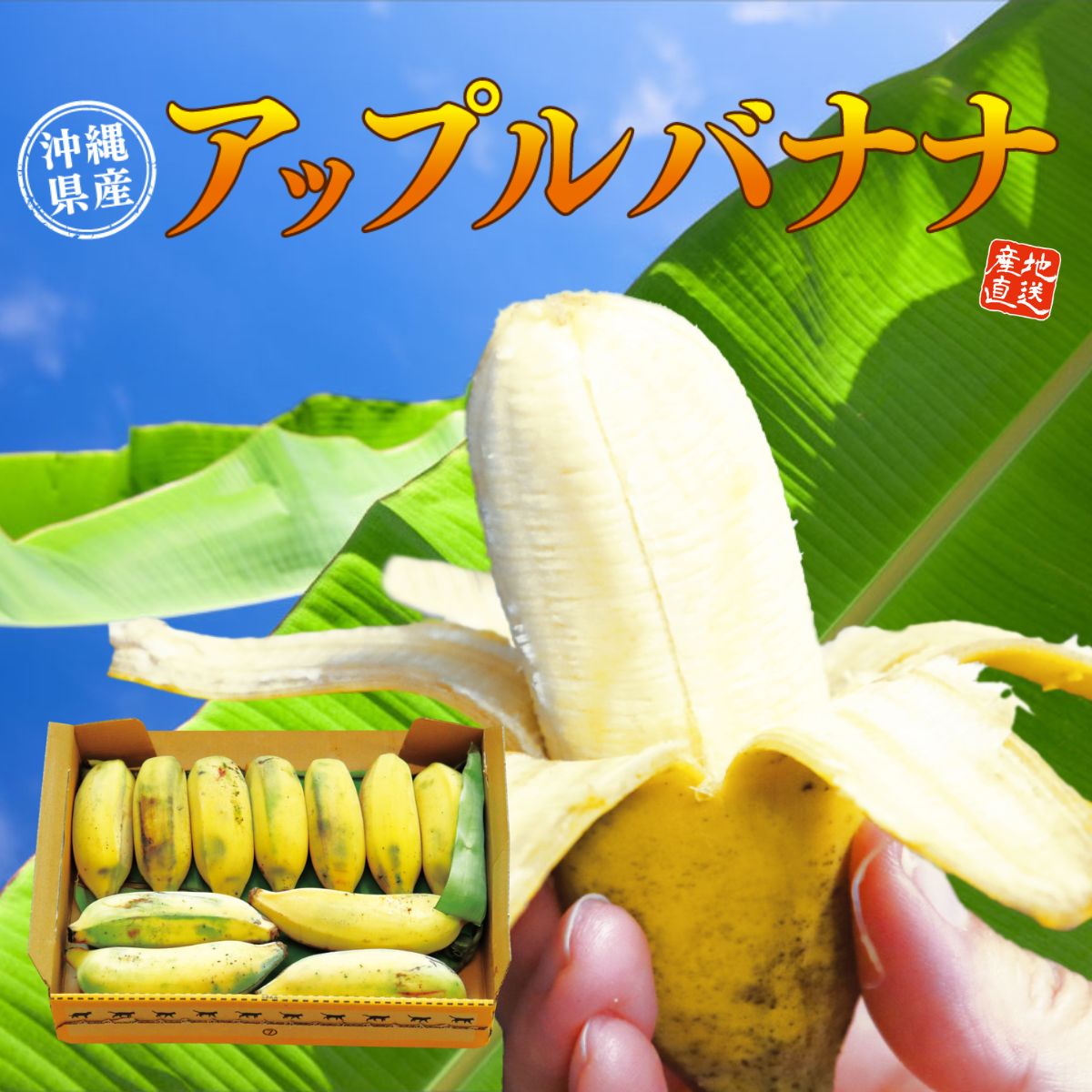 沖縄県産「アップルバナナ」（約1kg）