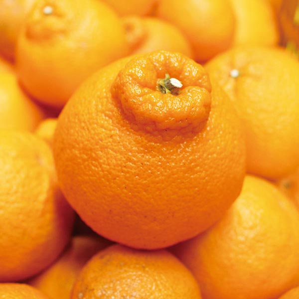 【定期お届け便3月】 九州産「でこまる（不知火）」（約2kg）